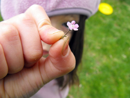 flower flower